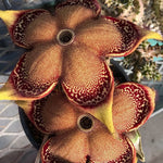 Edithcolea grandis | Persian Carpet Flower | Rare Asclepiad - Paradise Found Nursery