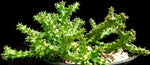 Edithcolea grandis | Persian Carpet Flower | Rare Asclepiad - Paradise Found Nursery