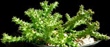 Edithcolea grandis | Persian Carpet Flower | Rare Asclepiad - Paradise Found Nursery