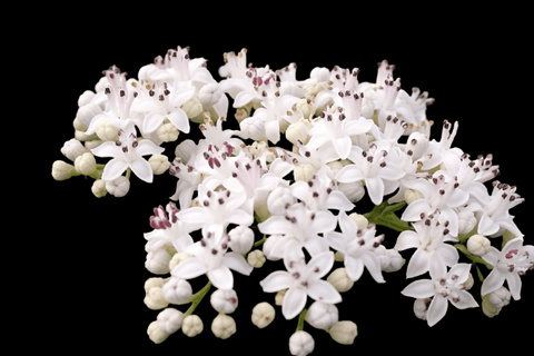 Elderberry Tree | Sambucus canadensis | Native Florida Fruit Bearing Tree - Paradise Found Nursery