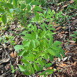 Elderberry Tree | Sambucus canadensis | Native Florida Fruit Bearing Tree - Paradise Found Nursery
