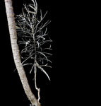 Boswellia elongata SEED GROWN | Enormous Specimen | Socotra Frankincense Tree