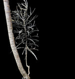 Boswellia elongata SEED GROWN | Enormous Specimen | Socotra Frankincense Tree
