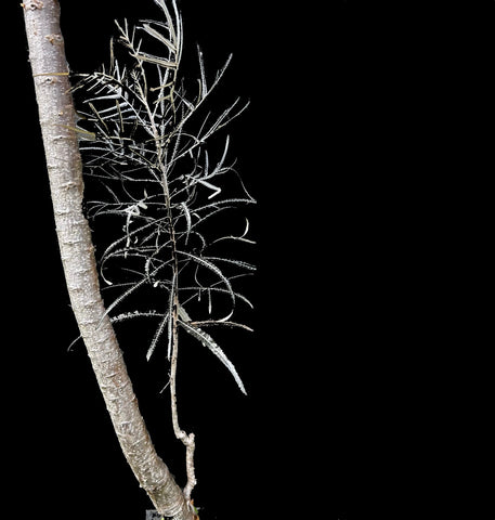 Boswellia elongata SEED GROWN | Enormous Specimen | Socotra Frankincense Tree