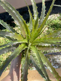 Encholirium spectabile Seed Grown Grown Rare Terrestrial Bromeliad - Paradise Found Nursery