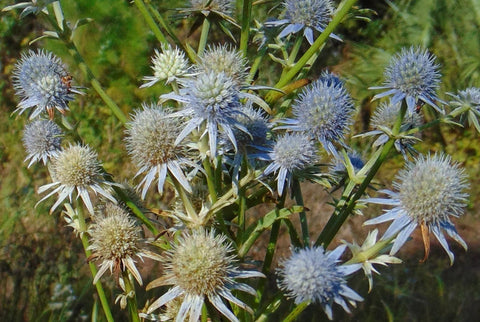 Eryngium aquaticum