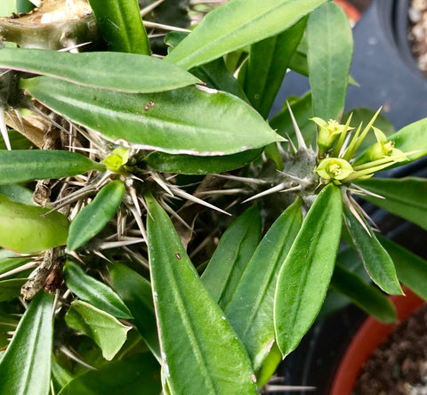 Euphorbia annamarieae | Rare Crown of Thorns Type | Madagascar Spiny Forest - Paradise Found Nursery