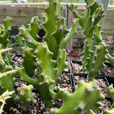 Euphorbia antiquorum syn mayurnathanii Large Tower Euphorbia - Paradise Found Nursery