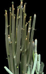 Euphorbia arbuscula Rare Socotra Coralliform Euphorbia - Paradise Found Nursery