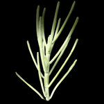 Euphorbia arbuscula Rare Socotra Coralliform Euphorbia - Paradise Found Nursery
