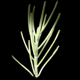 Euphorbia arbuscula Rare Socotra Coralliform Euphorbia - Paradise Found Nursery
