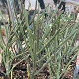 Euphorbia arbuscula Rare Socotra Coralliform Euphorbia - Paradise Found Nursery
