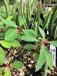 Euphorbia bongolavensis 4” - Paradise Found Nursery