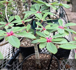 Euphorbia bongolavensis 4” - Paradise Found Nursery