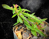 Euphorbia croizatii x tuberifera Regular Form - Paradise Found Nursery