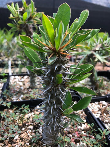 Euphorbia didieroides Rare Madagascar Succulent Spiny Forest - Paradise Found Nursery