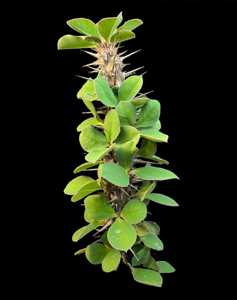 Euphorbia didieroides Rare Madagascar Succulent Spiny Forest Paradise Euphorbia didieroides Rare Madagascar Succulent Spiny Forest Paradise