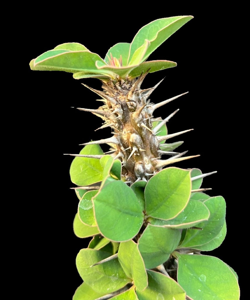 Euphorbia didieroides Rare Madagascar Succulent Spiny Forest Paradise Euphorbia didieroides Rare Madagascar Succulent Spiny Forest Paradise