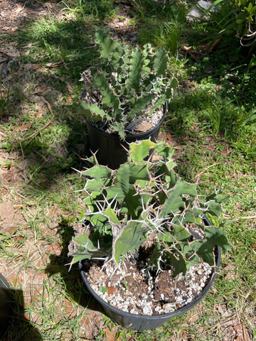 Euphorbia grandicornis 3 gallon clusters - Paradise Found Nursery