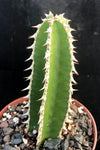 Euphorbia graniticola 4” pots Medusa Type Rare Euphorbia 