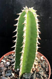 Euphorbia graniticola 4” pots Medusa Type Rare Euphorbia 