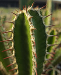 Euphorbia graniticola 4” pots - Paradise Found Nursery