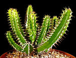 Euphorbia graniticola Medusa Type Rare Euphorbia 