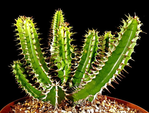 Euphorbia graniticola Medusa Type Rare Euphorbia 