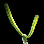 Euphorbia heterochroma ssp tsavoensis 4" pots - Paradise Found Nursery