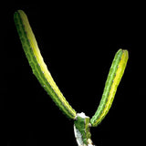 Euphorbia heterochroma ssp tsavoensis 4" pots - Paradise Found Nursery