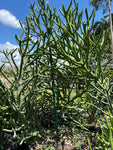 Euphorbia hybrid 'Briar Patch' | Hybrid of Euphorbia tirucalli x stenoclada | Large Specimens 3 gallon - Paradise Found Nursery