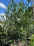 Euphorbia hybrid 'Briar Patch' | Hybrid of Euphorbia tirucalli x stenoclada | Large Specimens 3 gallon - Paradise Found Nursery