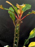 Euphorbia leuconeura Jewel of Madagascar Madagascar Succulent Shrub - Paradise Found Nursery