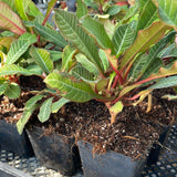 Euphorbia leuconeura Jewel of Madagascar Madagascar Succulent Shrub - Paradise Found Nursery