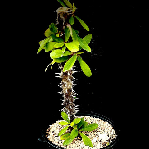 Euphorbia Madagascar Hybrids Pots Open Pollination 4" pots - Paradise Found Nursery