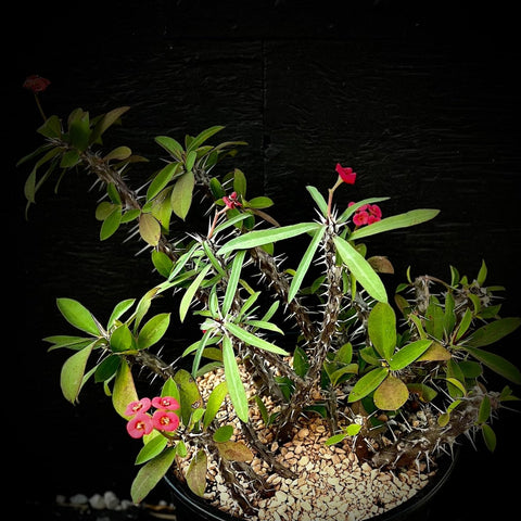 Euphorbia millii Madagascar Red Flowers Crown Of Thorns - Paradise Found Nursery