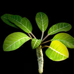 Euphorbia millotii 4” Madagascar Succulent Shrub - Paradise Found Nursery