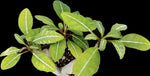 Euphorbia millotii 4” Madagascar Succulent Shrub - Paradise Found Nursery
