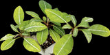 Euphorbia millotii 4” Madagascar Succulent Shrub - Paradise Found Nursery