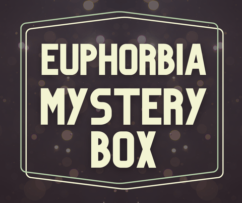 Euphorbia Mystery Box - Paradise Found Nursery