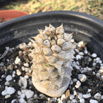 Euphorbia sapini - Paradise Found Nursery