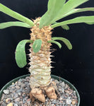 Euphorbia sapini - Paradise Found Nursery