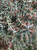 Euphorbia stenoclada ssp stenoclada Silver Thicket Madagascar - Paradise Found Nursery