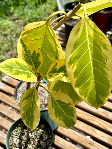 Ficus altissima 'Yellow Gem' | Variegated Rubber Tree | 1 Gallon Pots - Paradise Found Nursery