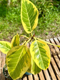 Ficus altissima 'Yellow Gem' | Variegated Rubber Tree | 1 Gallon Pots - Paradise Found Nursery