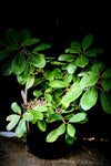 Ficus ilicina 2 Gallon Rare Rock Strangling Fig LARGE - Paradise Found Nursery