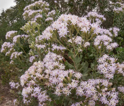 Garberia heterophylla | Rare Endemic Florida Native Flowering Shrub