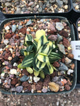 Gasteria Fujimini variegated 3" pots Dwarf Variegated Gasteria Ox Tongue Succulent - Paradise Found Nursery