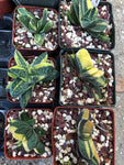 Gasteria Fujimini variegated 3" pots Dwarf Variegated Gasteria Ox Tongue Succulent - Paradise Found Nursery