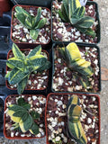 Gasteria Fujimini variegated 3" pots Dwarf Variegated Gasteria Ox Tongue Succulent - Paradise Found Nursery